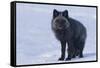 Red Fox (Vulpes Vulpes) Adult, in Silver Phase, ANWR, Alaska, USA-Steve Kazlowski-Framed Stretched Canvas