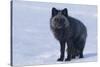 Red Fox (Vulpes Vulpes) Adult, in Silver Phase, ANWR, Alaska, USA-Steve Kazlowski-Stretched Canvas