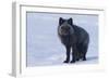 Red Fox (Vulpes Vulpes) Adult, in Silver Phase, ANWR, Alaska, USA-Steve Kazlowski-Framed Photographic Print