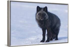 Red Fox (Vulpes Vulpes) Adult, in Silver Phase, ANWR, Alaska, USA-Steve Kazlowski-Framed Photographic Print