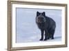 Red Fox (Vulpes Vulpes) Adult, in Silver Phase, ANWR, Alaska, USA-Steve Kazlowski-Framed Photographic Print
