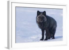 Red Fox (Vulpes Vulpes) Adult, in Silver Phase, ANWR, Alaska, USA-Steve Kazlowski-Framed Photographic Print