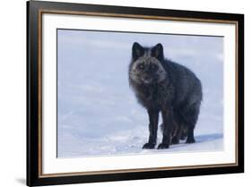 Red Fox (Vulpes Vulpes) Adult, in Silver Phase, ANWR, Alaska, USA-Steve Kazlowski-Framed Photographic Print