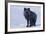 Red Fox (Vulpes Vulpes) Adult, in Silver Phase, ANWR, Alaska, USA-Steve Kazlowski-Framed Photographic Print