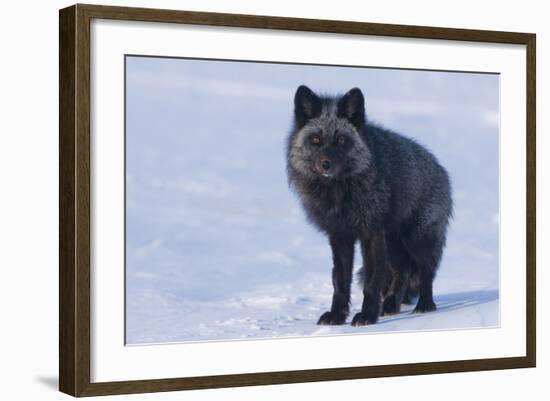 Red Fox (Vulpes Vulpes) Adult, in Silver Phase, ANWR, Alaska, USA-Steve Kazlowski-Framed Photographic Print