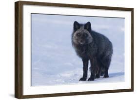 Red Fox (Vulpes Vulpes) Adult, in Silver Phase, ANWR, Alaska, USA-Steve Kazlowski-Framed Photographic Print