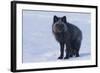 Red Fox (Vulpes Vulpes) Adult, in Silver Phase, ANWR, Alaska, USA-Steve Kazlowski-Framed Photographic Print