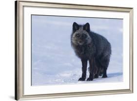 Red Fox (Vulpes Vulpes) Adult, in Silver Phase, ANWR, Alaska, USA-Steve Kazlowski-Framed Photographic Print
