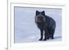 Red Fox (Vulpes Vulpes) Adult, in Silver Phase, ANWR, Alaska, USA-Steve Kazlowski-Framed Photographic Print