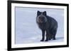 Red Fox (Vulpes Vulpes) Adult, in Silver Phase, ANWR, Alaska, USA-Steve Kazlowski-Framed Photographic Print