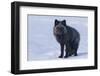 Red Fox (Vulpes Vulpes) Adult, in Silver Phase, ANWR, Alaska, USA-Steve Kazlowski-Framed Photographic Print