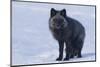 Red Fox (Vulpes Vulpes) Adult, in Silver Phase, ANWR, Alaska, USA-Steve Kazlowski-Mounted Photographic Print