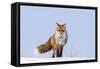 Red Fox (Vulpes Vulpes) Adult on the Arctic Coast, ANWR, Alaska, USA-Steve Kazlowski-Framed Stretched Canvas