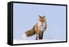 Red Fox (Vulpes Vulpes) Adult on the Arctic Coast, ANWR, Alaska, USA-Steve Kazlowski-Framed Stretched Canvas