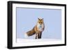 Red Fox (Vulpes Vulpes) Adult on the Arctic Coast, ANWR, Alaska, USA-Steve Kazlowski-Framed Photographic Print