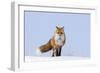 Red Fox (Vulpes Vulpes) Adult on the Arctic Coast, ANWR, Alaska, USA-Steve Kazlowski-Framed Photographic Print