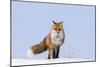 Red Fox (Vulpes Vulpes) Adult on the Arctic Coast, ANWR, Alaska, USA-Steve Kazlowski-Mounted Photographic Print