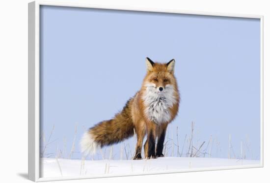 Red Fox (Vulpes Vulpes) Adult on the Arctic Coast, ANWR, Alaska, USA-Steve Kazlowski-Framed Photographic Print