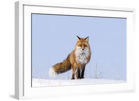 Red Fox (Vulpes Vulpes) Adult on the Arctic Coast, ANWR, Alaska, USA-Steve Kazlowski-Framed Photographic Print