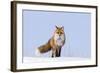 Red Fox (Vulpes Vulpes) Adult on the Arctic Coast, ANWR, Alaska, USA-Steve Kazlowski-Framed Photographic Print