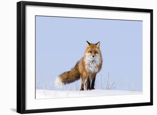 Red Fox (Vulpes Vulpes) Adult on the Arctic Coast, ANWR, Alaska, USA-Steve Kazlowski-Framed Photographic Print