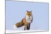 Red Fox (Vulpes Vulpes) Adult on the Arctic Coast, ANWR, Alaska, USA-Steve Kazlowski-Mounted Photographic Print