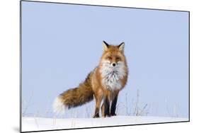 Red Fox (Vulpes Vulpes) Adult on the Arctic Coast, ANWR, Alaska, USA-Steve Kazlowski-Mounted Photographic Print