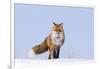 Red Fox (Vulpes Vulpes) Adult on the Arctic Coast, ANWR, Alaska, USA-Steve Kazlowski-Framed Photographic Print