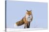 Red Fox (Vulpes Vulpes) Adult on the Arctic Coast, ANWR, Alaska, USA-Steve Kazlowski-Stretched Canvas
