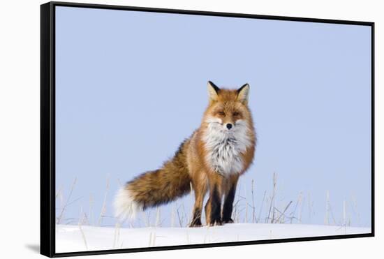 Red Fox (Vulpes Vulpes) Adult on the Arctic Coast, ANWR, Alaska, USA-Steve Kazlowski-Framed Stretched Canvas