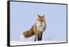 Red Fox (Vulpes Vulpes) Adult on the Arctic Coast, ANWR, Alaska, USA-Steve Kazlowski-Framed Stretched Canvas