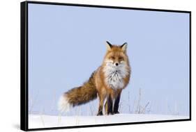 Red Fox (Vulpes Vulpes) Adult on the Arctic Coast, ANWR, Alaska, USA-Steve Kazlowski-Framed Stretched Canvas