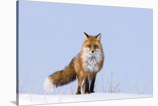 Red Fox (Vulpes Vulpes) Adult on the Arctic Coast, ANWR, Alaska, USA-Steve Kazlowski-Stretched Canvas