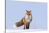 Red Fox (Vulpes Vulpes) Adult on the Arctic Coast, ANWR, Alaska, USA-Steve Kazlowski-Stretched Canvas