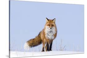 Red Fox (Vulpes Vulpes) Adult on the Arctic Coast, ANWR, Alaska, USA-Steve Kazlowski-Stretched Canvas