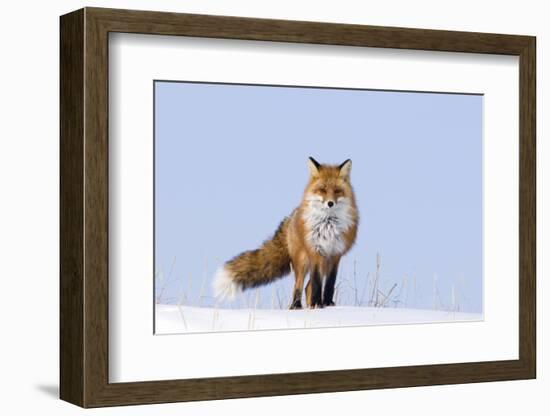 Red Fox (Vulpes Vulpes) Adult on the Arctic Coast, ANWR, Alaska, USA-Steve Kazlowski-Framed Photographic Print