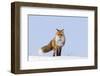 Red Fox (Vulpes Vulpes) Adult on the Arctic Coast, ANWR, Alaska, USA-Steve Kazlowski-Framed Photographic Print