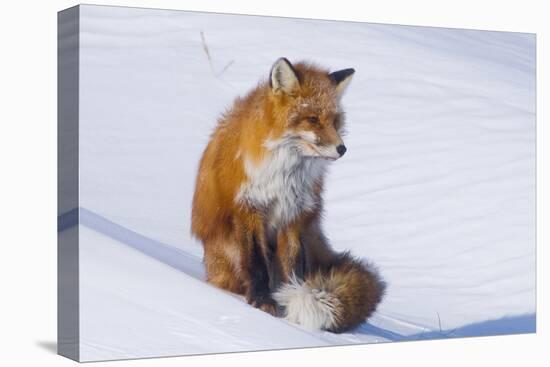 Red Fox (Vulpes Vulpes) Adult Rests on a Snow Bank, ANWR, Alaska, USA-Steve Kazlowski-Stretched Canvas