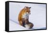 Red Fox (Vulpes Vulpes) Adult Rests on a Snow Bank, ANWR, Alaska, USA-Steve Kazlowski-Framed Stretched Canvas