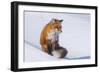 Red Fox (Vulpes Vulpes) Adult Rests on a Snow Bank, ANWR, Alaska, USA-Steve Kazlowski-Framed Photographic Print