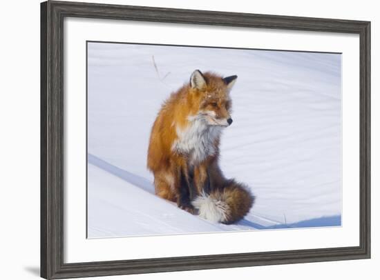 Red Fox (Vulpes Vulpes) Adult Rests on a Snow Bank, ANWR, Alaska, USA-Steve Kazlowski-Framed Photographic Print