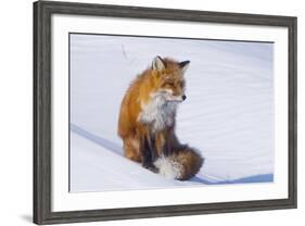 Red Fox (Vulpes Vulpes) Adult Rests on a Snow Bank, ANWR, Alaska, USA-Steve Kazlowski-Framed Photographic Print