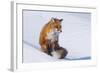 Red Fox (Vulpes Vulpes) Adult Rests on a Snow Bank, ANWR, Alaska, USA-Steve Kazlowski-Framed Photographic Print