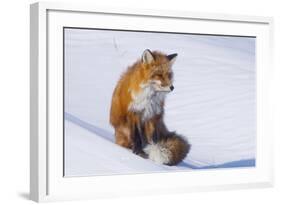 Red Fox (Vulpes Vulpes) Adult Rests on a Snow Bank, ANWR, Alaska, USA-Steve Kazlowski-Framed Photographic Print