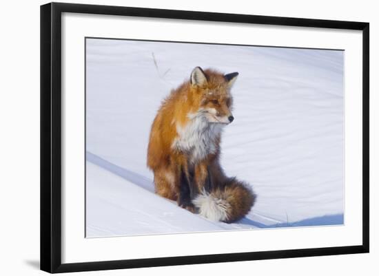 Red Fox (Vulpes Vulpes) Adult Rests on a Snow Bank, ANWR, Alaska, USA-Steve Kazlowski-Framed Photographic Print