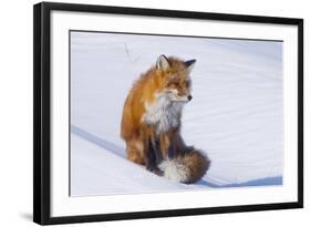 Red Fox (Vulpes Vulpes) Adult Rests on a Snow Bank, ANWR, Alaska, USA-Steve Kazlowski-Framed Photographic Print