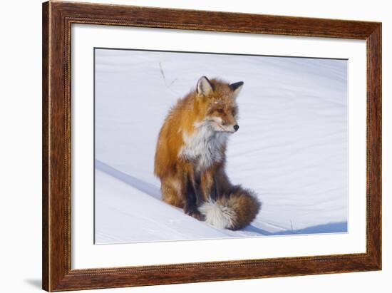 Red Fox (Vulpes Vulpes) Adult Rests on a Snow Bank, ANWR, Alaska, USA-Steve Kazlowski-Framed Photographic Print