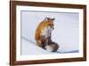 Red Fox (Vulpes Vulpes) Adult Rests on a Snow Bank, ANWR, Alaska, USA-Steve Kazlowski-Framed Photographic Print