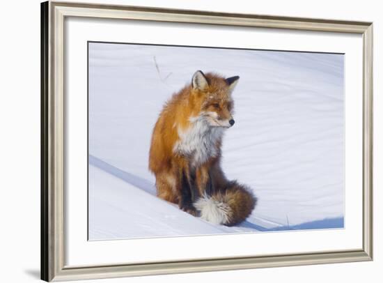 Red Fox (Vulpes Vulpes) Adult Rests on a Snow Bank, ANWR, Alaska, USA-Steve Kazlowski-Framed Photographic Print