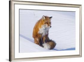 Red Fox (Vulpes Vulpes) Adult Rests on a Snow Bank, ANWR, Alaska, USA-Steve Kazlowski-Framed Photographic Print